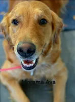 Ava, a female Golden Retriever for sale in Bellingham, WA – 2 of 2