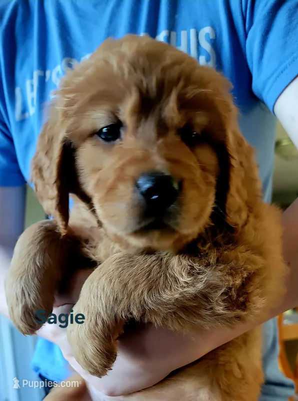 Sagie-green Mothers day sale this week! 300 off!! – Golden Retriever puppy for sale in Bellingham, WA