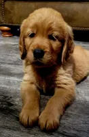 Sagie-green , a female Golden Retriever for sale in Bellingham, WA – 1 of 2