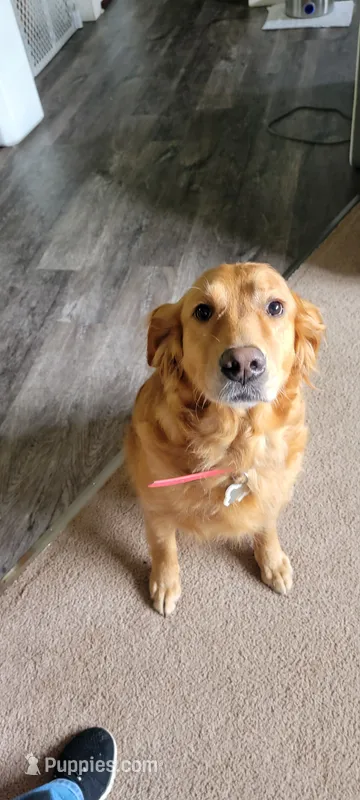 Ava – Golden Retriever puppy for sale in Bellingham, WA