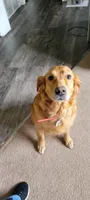 Ava, a female Golden Retriever for sale in Bellingham, WA – 1 of 2