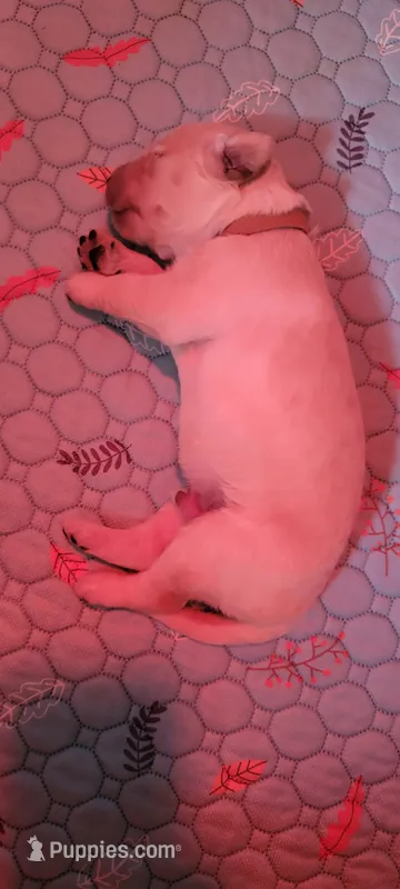 Charlie Brown – Golden Retriever puppy for sale in Bellingham, WA
