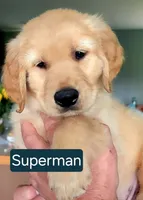 Superman! Memorial Day sale until 25th!!! 300 off!!!, a male Golden Retriever for sale in Bellingham, WA – 3 of 3