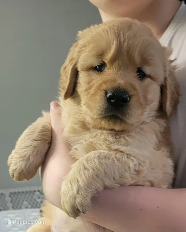 Hagrid – Golden Retriever puppy on hold in Bellingham, WA