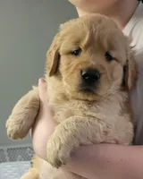 BEAR-Mothers day sale this week only!! 300 off!!, a male Golden Retriever for sale in Bellingham, WA – 1 of 1