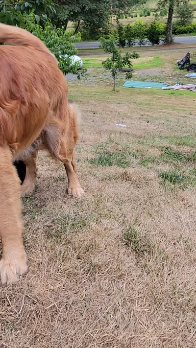 Logan, a male Golden Retriever for sale in Bellingham, WA – 4 of 4