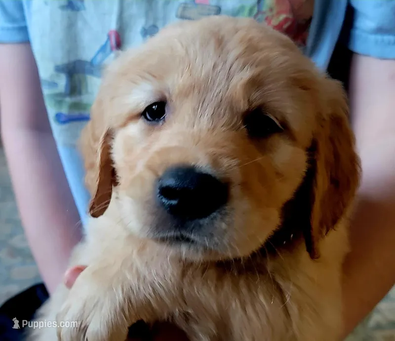 Superman! Red Mothers day sale this week 300 off!! – Golden Retriever puppy for sale in Bellingham, WA