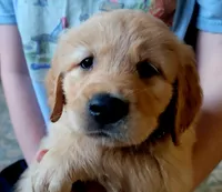 Superman! Red Mothers day sale this week 300 off!!, a male Golden Retriever for sale in Bellingham, WA – 1 of 2