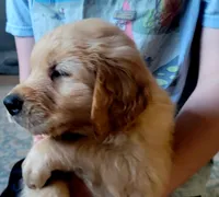 Superman! Red Mothers day sale this week 300 off!!, a male Golden Retriever for sale in Bellingham, WA – 2 of 2
