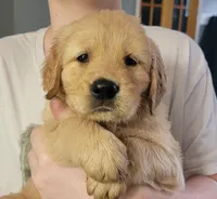 Jack black, a male Golden Retriever for sale in Bellingham, WA – Photo 1 of 2