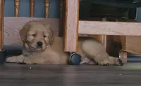 Jack black, a male Golden Retriever for sale in Bellingham, WA – Photo 2 of 2
