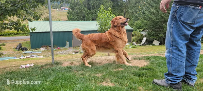 Logan – Golden Retriever puppy for sale in Bellingham, WA