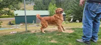 Logan, a male Golden Retriever for sale in Bellingham, WA – 3 of 4