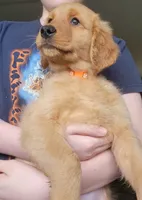 Daisy-She is ready now, a female Golden Retriever for sale in Bellingham, WA – 2 of 6