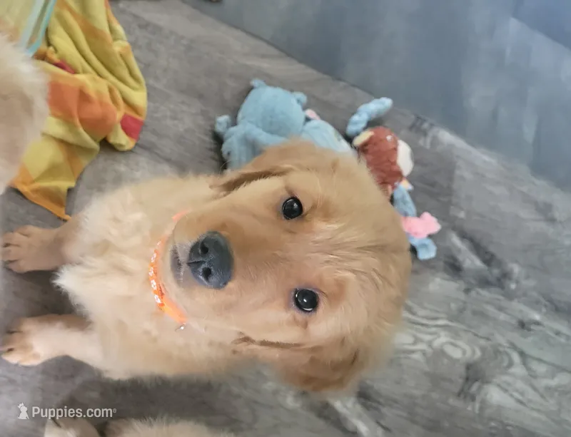 Daisy-She is ready now – Golden Retriever puppy for sale in Bellingham, WA