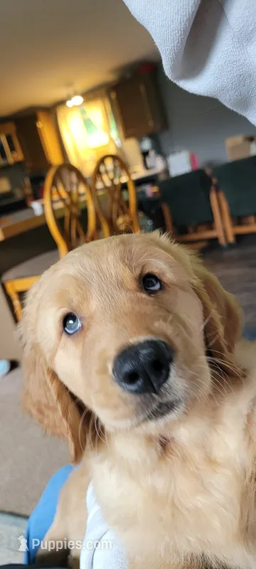 BEAR – Golden Retriever puppy for sale in Bellingham, WA
