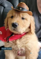 Tucker-Purple Mother's day sale this week 300 off!! , a male Golden Retriever for sale in Bellingham, WA – 2 of 3