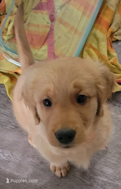 Daisy – Golden Retriever puppy for sale in Bellingham, WA