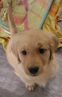 Daisy-She is ready now, a female Golden Retriever for sale in Bellingham, WA – 3 of 6