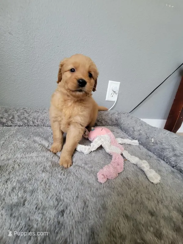 Clementine, a female Golden Retriever for sale in Bellingham, WA – Photo 1 of 4