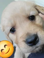 Clementine, a female Golden Retriever for sale in Bellingham, WA – Photo 3 of 4