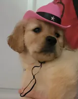 Clementine-Mothers day sale 300 off!!!, a female Golden Retriever for sale in Bellingham, WA – 1 of 4
