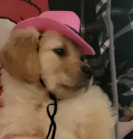 Clementine-Mothers day sale 300 off!!!, a female Golden Retriever for sale in Bellingham, WA – 4 of 4