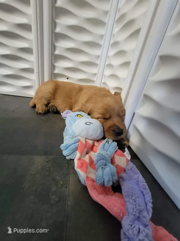 Clementine – Golden Retriever puppy for sale in Bellingham, WA