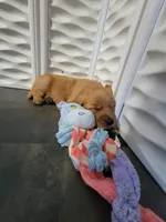 Clementine, a female Golden Retriever for sale in Bellingham, WA – Photo 2 of 4