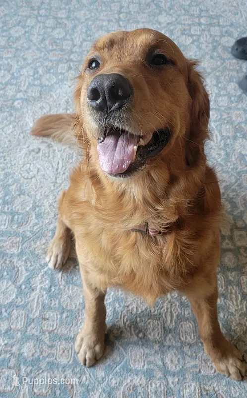 Jeb – Golden Retriever puppy for sale in Bellingham, WA