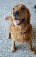 Jeb, a male Golden Retriever for sale in Bellingham, WA – 1 of 1