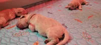 Charlie Brown, a male Golden Retriever for sale in Bellingham, WA – 2 of 3