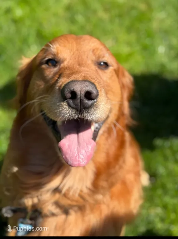 Logan – Golden Retriever puppy for sale in Bellingham, WA
