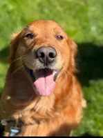 Logan, a male Golden Retriever for sale in Bellingham, WA – 1 of 4