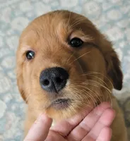 Orange girl, a female Golden Retriever for sale in Bellingham, WA – 1 of 4