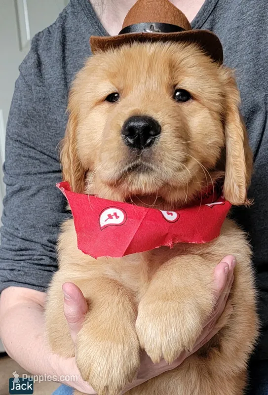 Jack-Jack – Golden Retriever puppy for sale in Bellingham, WA