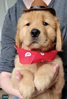 Jack-Jack, a male Golden Retriever for sale in Bellingham, WA – 1 of 2