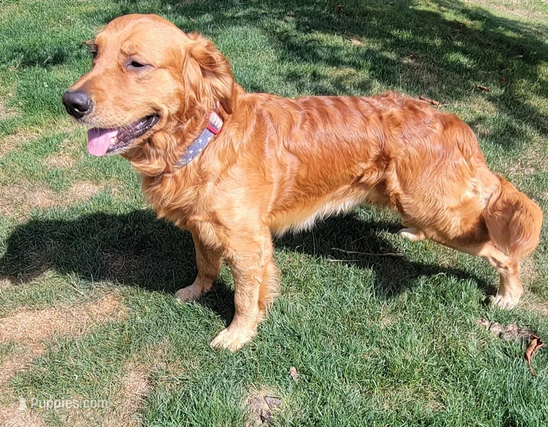 Jeb – Golden Retriever puppy for sale in Bellingham, WA