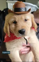 Superman!, a male Golden Retriever for sale in Bellingham, WA – 2 of 4