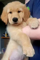 Superman! Memorial Day sale today only!!! 300 off!!!, a male Golden Retriever for sale in Bellingham, WA – 1 of 3