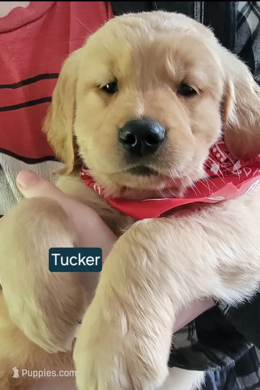Tucker-Purple Mother's day sale this week 300 off!!  – Golden Retriever puppy for sale in Bellingham, WA