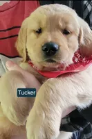 Tucker-Purple Mother's day sale this week 300 off!! , a male Golden Retriever for sale in Bellingham, WA – 1 of 3