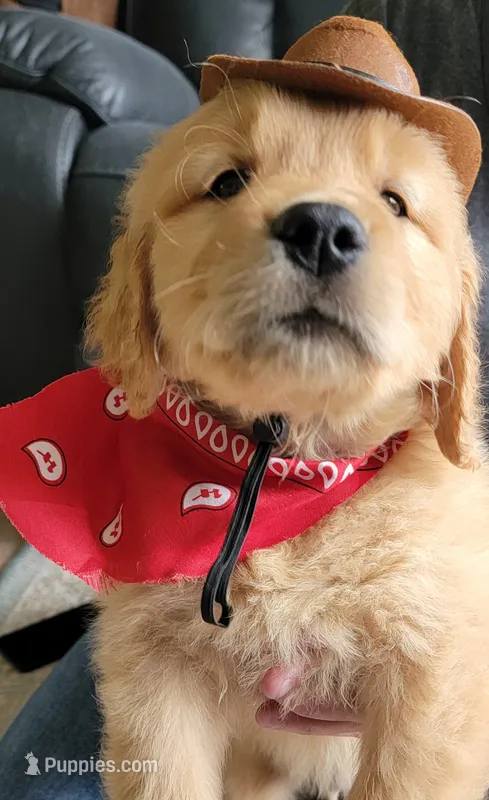 Superman! – Golden Retriever puppy for sale in Bellingham, WA