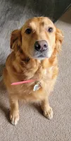 Ava, a female Golden Retriever for sale in Bellingham, WA – 3 of 3