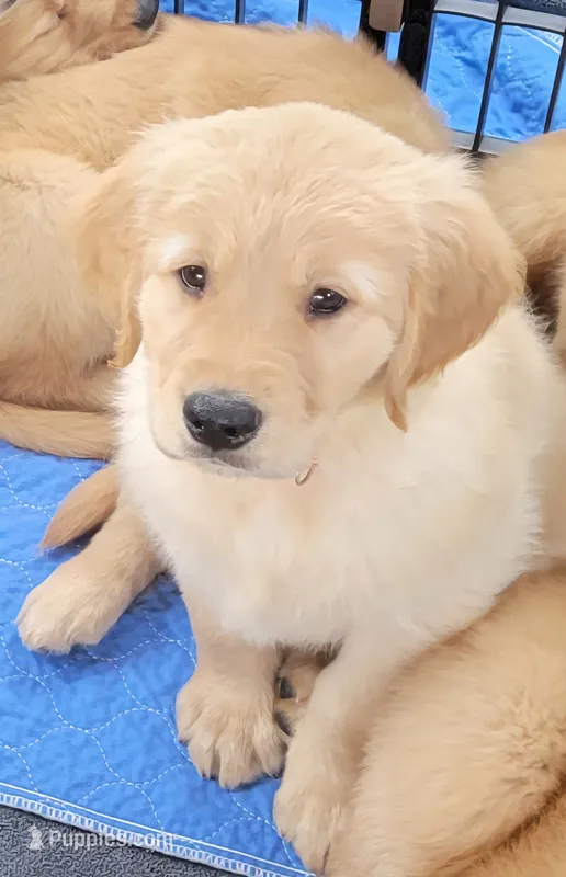 Superman! – Golden Retriever puppy for sale in Bellingham, WA