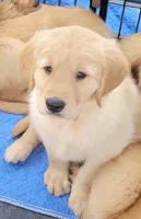 Superman! Memorial Day sale until 25th!!! 300 off!!!, a male Golden Retriever for sale in Bellingham, WA – 2 of 3