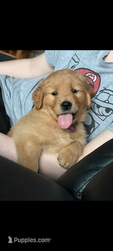 Teddy-Purple Mother's day sale this week 300 off!!  – Golden Retriever puppy for sale in Bellingham, WA