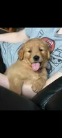 Teddy-Purple Mother's day sale this week 300 off!! , a male Golden Retriever for sale in Bellingham, WA – 1 of 1