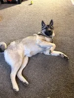 Kane, a male Norwegian Elkhound for sale in Colorado Springs, CO – 3 of 3