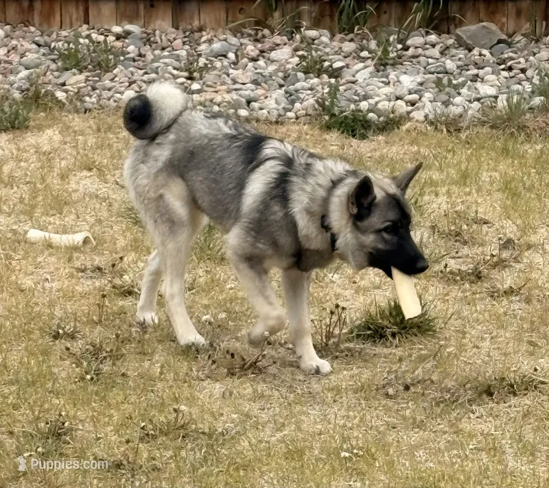 Kane – Norwegian Elkhound puppy for sale in Colorado Springs, CO
